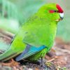 Red Crowned Parakeet Diamond Paintings