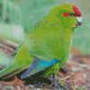 Red Crowned Parakeet Diamond Paintings