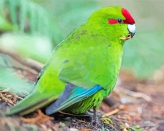 Red Crowned Parakeet Diamond Paintings