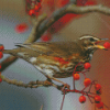 Redwing Bird Diamond Paintings