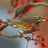 Redwing Bird Diamond Paintings