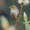 Silvereye Bird Diamond Paintings