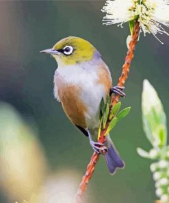 Silvereye Bird Diamond Paintings