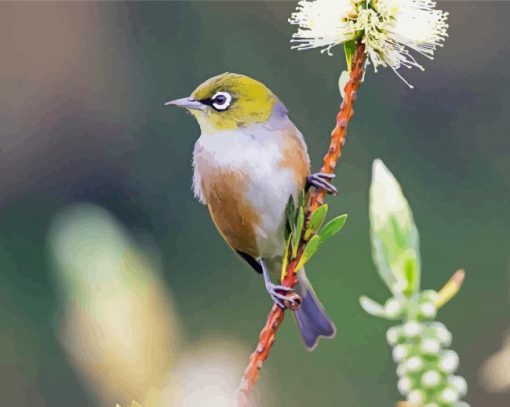 Silvereye Bird Diamond Paintings