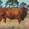 Simmental Cattle Side View Diamond Paintings