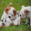 Small Bulldogs Playing Together Diamond Paintings