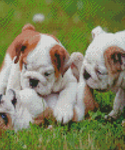 Small Bulldogs Playing Together Diamond Paintings