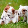 Small Bulldogs Playing Together Diamond Paintings