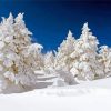 Snow Covered Forest Trees Diamond Paintings