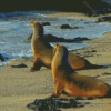 The Galapagos Sea Lions Diamond Paintings