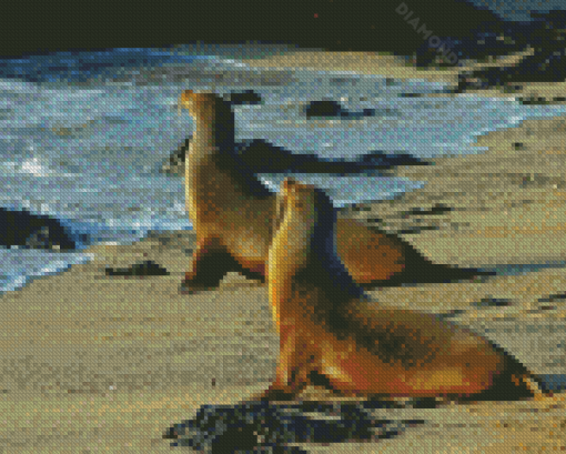 The Galapagos Sea Lions Diamond Paintings