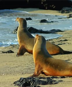 The Galapagos Sea Lions Diamond Paintings