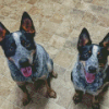 Two Texas Heeler Dogs Diamond Paintings