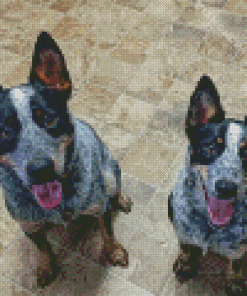 Two Texas Heeler Dogs Diamond Paintings