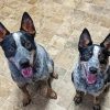 Two Texas Heeler Dogs Diamond Paintings