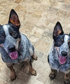 Two Texas Heeler Dogs Diamond Paintings