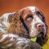 Aesthetic Springer Spaniel Diamond Paintings