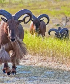 Aoudad Sheep Folk Diamond Paintings