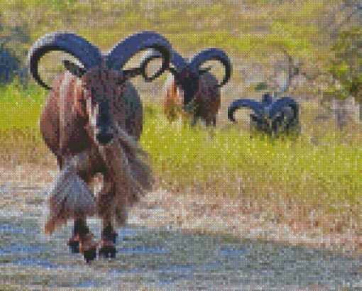 Aoudad Sheep Folk Diamond Paintings