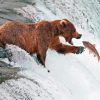 Bear Fishing In Waterfall Diamond Paintings