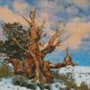 Bristlecone Pine In Snowy Mountain Diamond Paintings