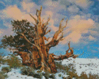Bristlecone Pine In Snowy Mountain Diamond Paintings