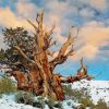 Bristlecone Pine In Snowy Mountain Diamond Paintings
