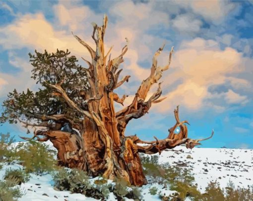 Bristlecone Pine In Snowy Mountain Diamond Paintings