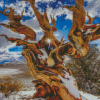 Bristlecone Pine In Snow Diamond Paintings
