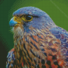 Cool New Zealand Falcon Diamond Paintings