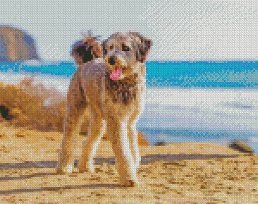 Cool Aussiedoodle Diamond Paintings