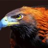 Cool Golden Eagle Diamond Paintings