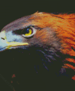 Cool Golden Eagle Diamond Paintings