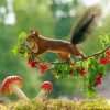 Cute Red Squirrel On A Branch Diamond Paintings