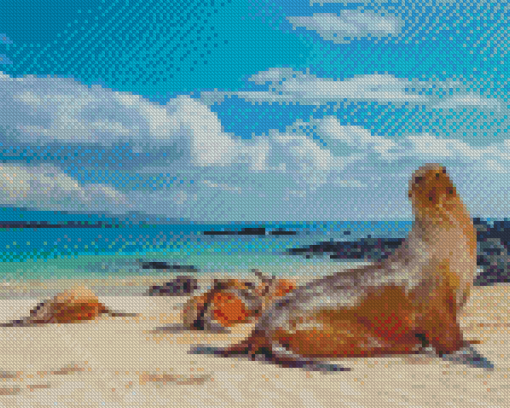 Galapagos Sea Lion By Beach Diamond Paintings