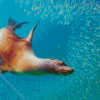 Galapagos Sea Lion Underwater Diamond Paintings