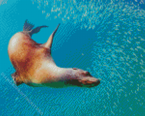 Galapagos Sea Lion Underwater Diamond Paintings