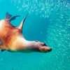 Galapagos Sea Lion Underwater Diamond Paintings