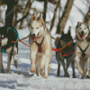 Huskies Sled Dogs Diamond Paintings