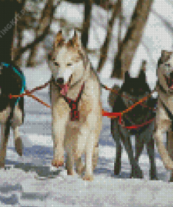 Huskies Sled Dogs Diamond Paintings