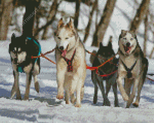 Huskies Sled Dogs Diamond Paintings