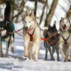 Huskies Sled Dogs Diamond Paintings