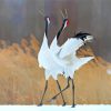 Japanese Cranes Diamond Paintings