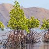 Mangrove Trees Diamond Paintings