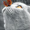 Monochrome Cat With Butterfly On Nose Diamond Paintings