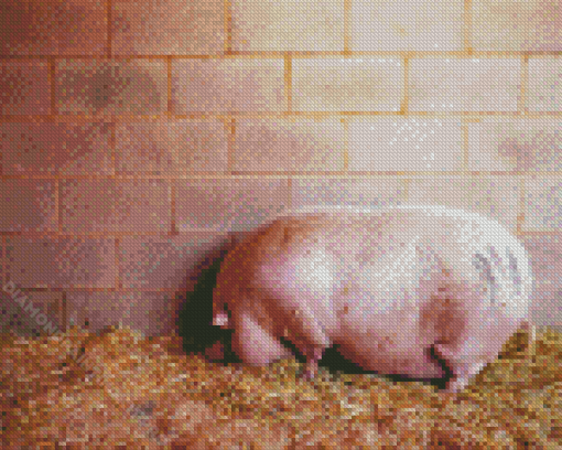 Pink Pot Belly Pig Diamond Paintings