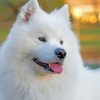 White Fluffy Dog Diamond Paintings