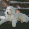 White Golden Doodle Diamond Paintings