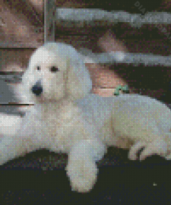 White Golden Doodle Diamond Paintings