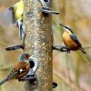 Birds At Bird Feeder Diamond Painting